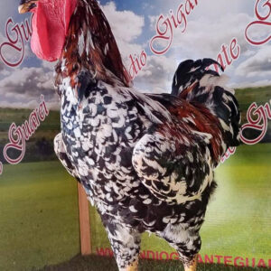 Pintinho galinha Balão Sertaneja top GSB
