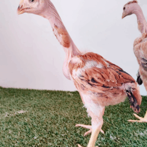 Pintinhos Polaco Gigante