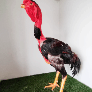 Ovos índio gigante pescoço pelado - PG