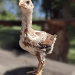 Pintinho Galinha balão sertaneja elite - GSB