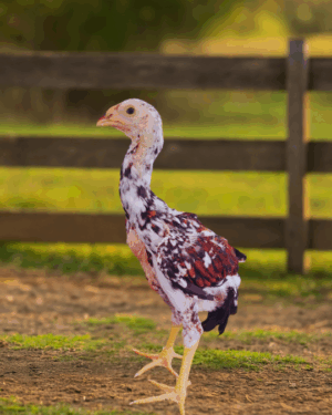 Pintinhos – ÍNDIO GIGANTE | Baia MIL FLORES (1 unidade)