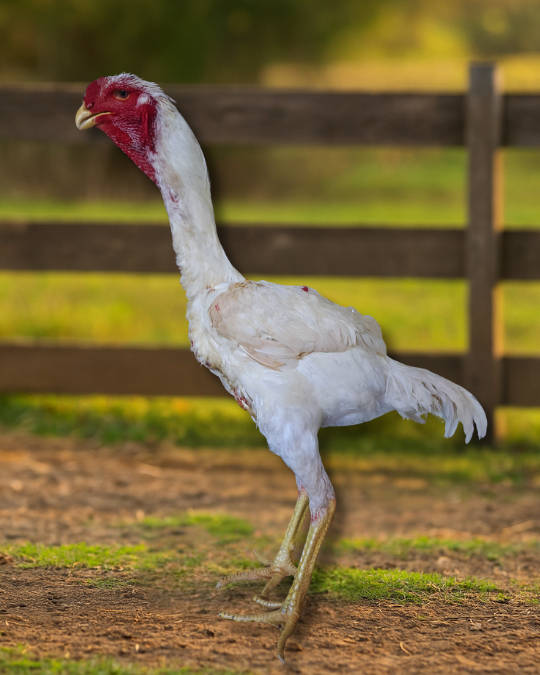 Pintinhos – ÍNDIO GIGANTE | Baia PREMIUM BRANCOS (1 unidade)