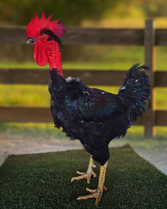 Ovos Férteis – Galinha Sertaneja | Reprodutor Pescoço Pelado (15 unidades)