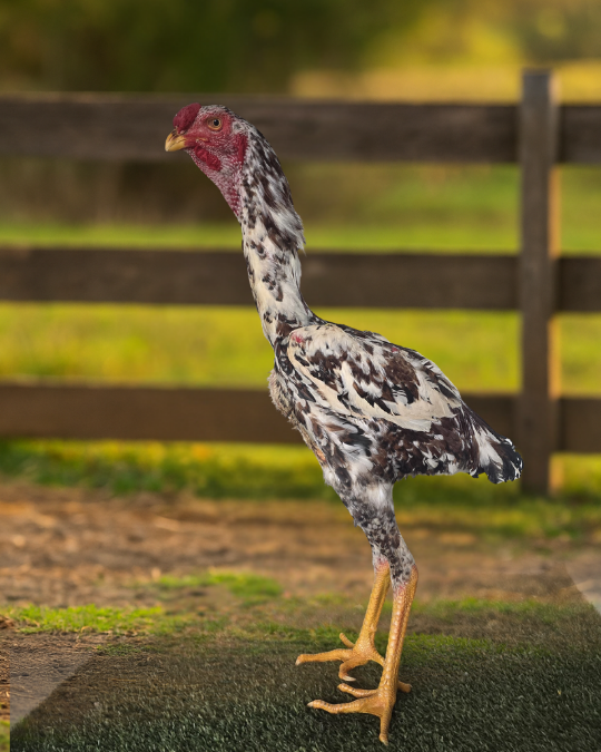 Ovos Férteis – ÍNDIO GIGANTE | Baia TOP PINTADAS E MIL FLORES (15 unidades)