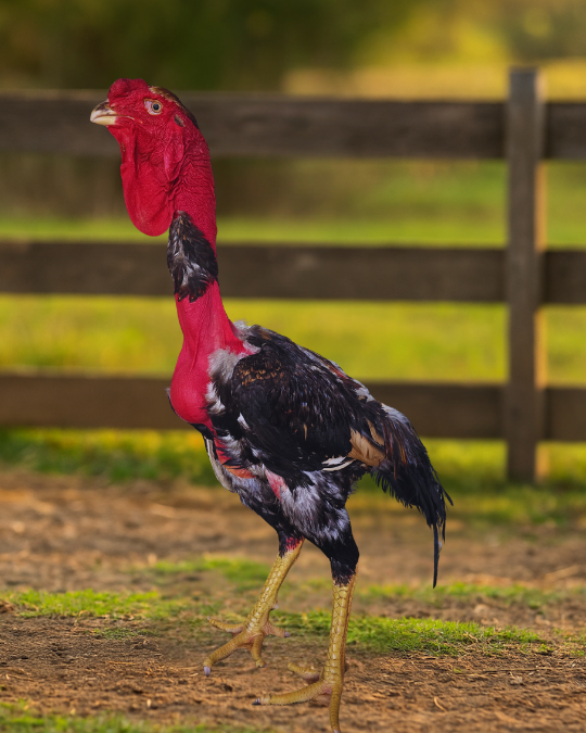 Ovos Férteis – Índio Gigante Pescoço Pelado | Baia IG/PG (15 unidades)