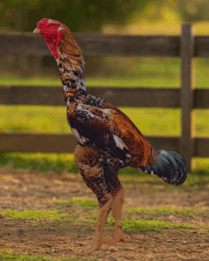 Ovos Férteis – ÍNDIO GIGANTE | Baia MIL FLORES (15 unidades)