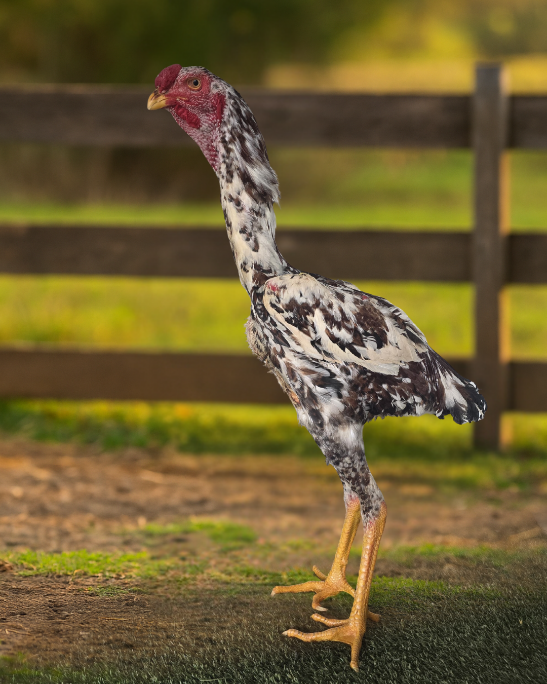 Ovos Férteis – MIL FLORES | Baia TOP PINTADAS (15 unidades)