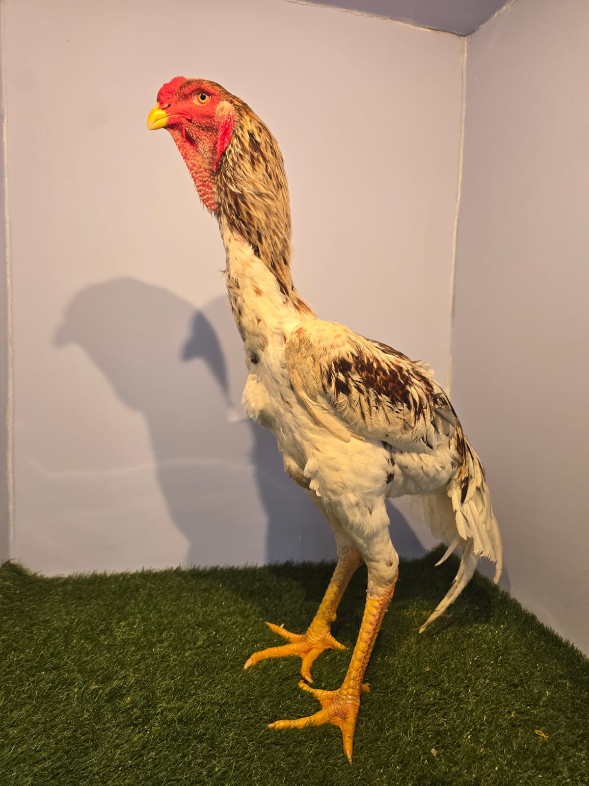 Ovos Férteis - Baia Premium (15 unidades)